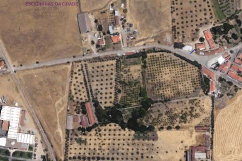Tomt i Beja, Beja, Beja - € 1 450 000 | Ref: TRI-277-24-CS (1) - foto 15