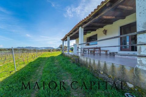 Terra a Oschiri, Sassari, Oschiri - € 129.000 | Ref: BEV-06-25 - foto 12
