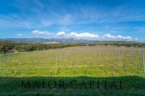 Terra a Oschiri, Sassari, Oschiri - € 129.000 | Ref: BEV-06-25 - foto 13