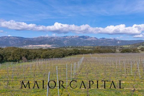 Terra a Oschiri, Sassari, Oschiri - € 129.000 | Ref: BEV-06-25 - foto 15