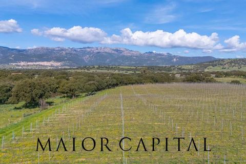 Terra a Oschiri, Sassari, Oschiri - € 129.000 | Ref: BEV-06-25 - foto 16