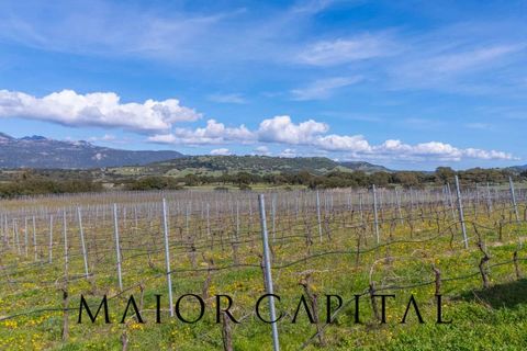 Terra a Oschiri, Sassari, Oschiri - € 129.000 | Ref: BEV-06-25 - foto 17