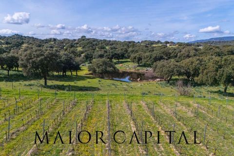 Terra a Oschiri, Sassari, Oschiri - € 129.000 | Ref: BEV-06-25 - foto 19