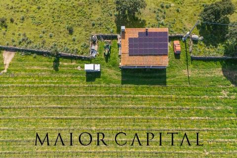 Terra a Oschiri, Sassari, Oschiri - € 129.000 | Ref: BEV-06-25 - foto 28