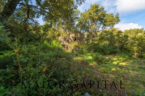 Terra a Calangianus, Sassari, Calangianus - € 150.000 | Ref: OLV-57-24 - foto 10