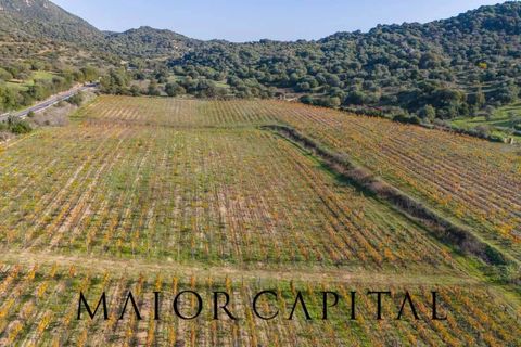 Tomt i Oliena, Nuoro, Oliena - € 449 000 | Ref: NUV-02-24 - foto 4