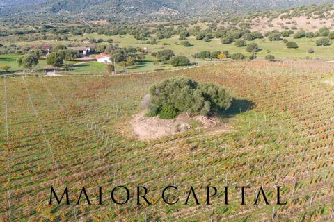 Tomt i Oliena, Nuoro, Oliena - € 449 000 | Ref: NUV-02-24 - foto 7