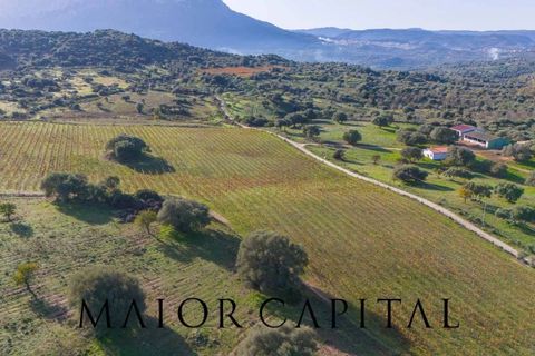 Tomt i Oliena, Nuoro, Oliena - € 449 000 | Ref: NUV-02-24 - foto 10
