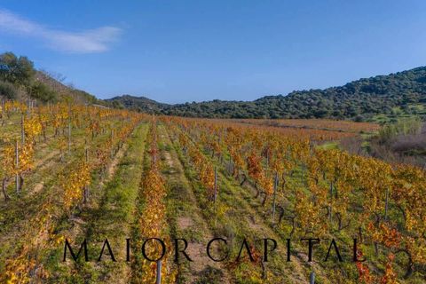 Tomt i Oliena, Nuoro, Oliena - € 449 000 | Ref: NUV-02-24 - foto 26