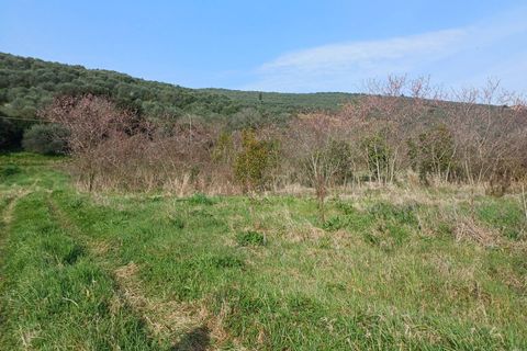 Terra a Vecchiano, Pisa, Vecchiano - € 11.000 | Ref: 2026073 - foto 3