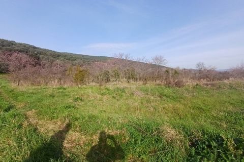 Terra a Vecchiano, Pisa, Vecchiano - € 11.000 | Ref: 2026073 - foto 5