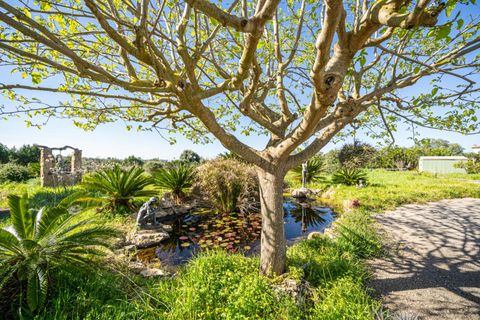 Terra a Llucmajor, Mallorca, Llucmajor - € 350.000 | Ref: 04SBDL378/3010 - foto 3