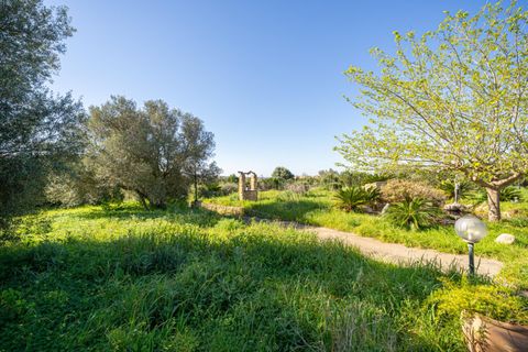 Terra a Llucmajor, Mallorca, Llucmajor - € 350.000 | Ref: 04SBDL378/3010 - foto 6