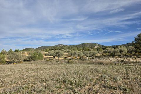 Terra a Monovar, Alicante, Monovar - € 14.995 | Ref: 1013 - foto 18