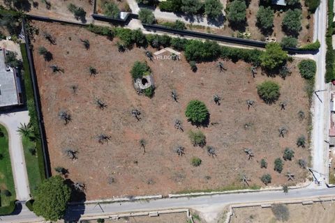 Terra a Nardo, Lecce, Nardo - € 80.000 | Ref: NRD232701 - foto 6