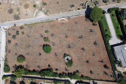 Terra a Nardo, Lecce, Nardo - € 80.000 | Ref: NRD232701 - foto 8