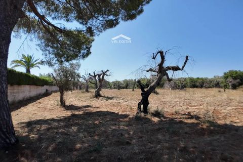 Terra a Nardo, Lecce, Nardo - € 80.000 | Ref: NRD232701 - foto 11