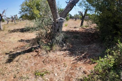 Terra a Nardo, Lecce, Nardo - € 80.000 | Ref: NRD232701 - foto 18