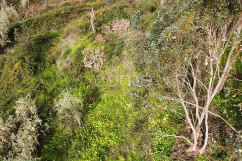 Terra a Alqueidao, Coimbra, Alqueidao - € 115.000 | Ref: ZMPT586856 - foto 8
