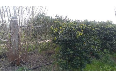 Farm hus i Beja, Beja, Beja - € 285.000 | Ref: OR98874EW - foto 22