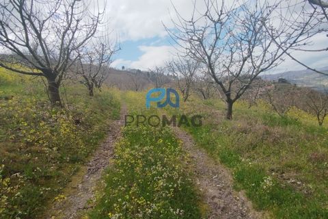 Terra a Resende, Viseu, Resende - € 55.000 | Ref: #278 - foto 6
