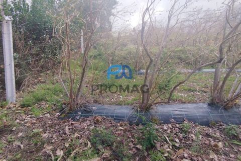 Terra a Resende, Viseu, Resende - € 55.000 | Ref: #278 - foto 39
