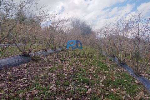 Terra a Resende, Viseu, Resende - € 55.000 | Ref: #278 - foto 40