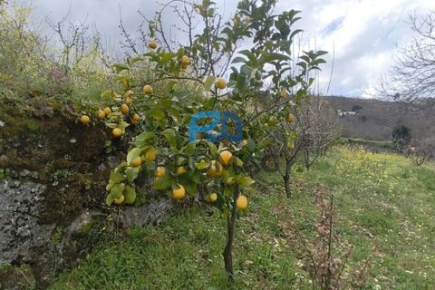 Terra a Resende, Viseu, Resende - € 55.000 | Ref: #278 - foto 50
