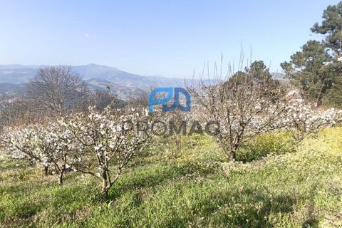 Terra a Resende, Viseu, Resende - € 55.000 | Ref: #278 - foto 8