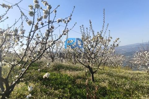 Terra a Resende, Viseu, Resende - € 55.000 | Ref: #278 - foto 9