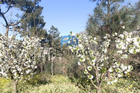 Terra a Resende, Viseu, Resende - € 55.000 | Ref: #278 - foto 11