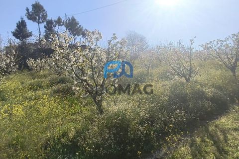 Terra a Resende, Viseu, Resende - € 55.000 | Ref: #278 - foto 13