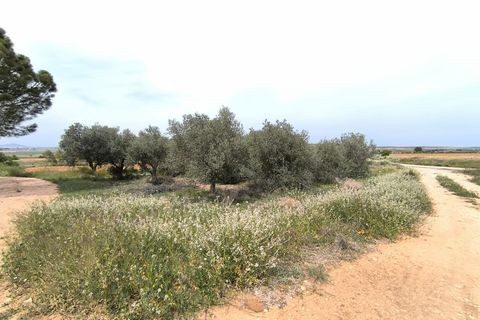 Masia a Yecla, Murcia, Yecla - € 31.900 | Ref: 11349-PB - foto 15