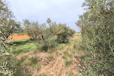 Masia a Yecla, Murcia, Yecla - € 31.900 | Ref: 11349-PB - foto 17