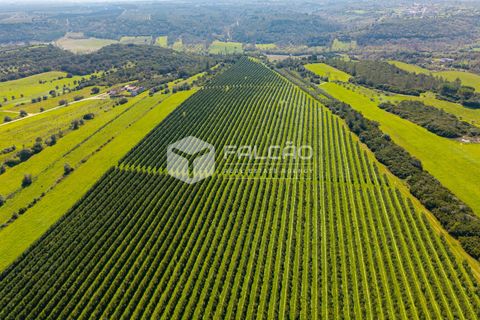 Helårsgrund i Santarem, Santarem, Santarem - € 650.000 | Ref: FR1091 - foto 3