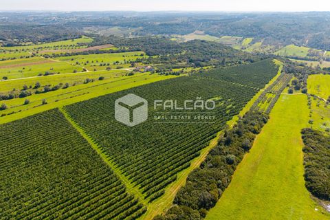Helårsgrund i Santarem, Santarem, Santarem - € 650.000 | Ref: FR1091 - foto 4