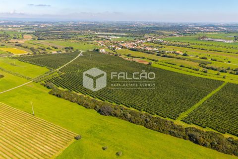 Helårsgrund i Santarem, Santarem, Santarem - € 650.000 | Ref: FR1091 - foto 5