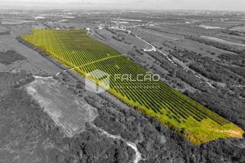 Helårsgrund i Santarem, Santarem, Santarem - € 650.000 | Ref: FR1091 - foto 9