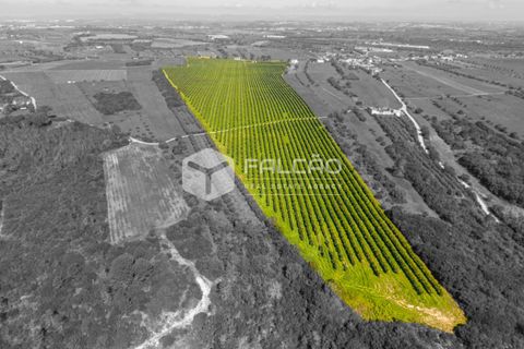 Helårsgrund i Santarem, Santarem, Santarem - € 650.000 | Ref: FR1091 - foto 11