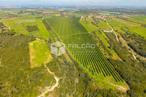 Helårsgrund i Santarem, Santarem, Santarem - € 650.000 | Ref: FR1091 - foto 12