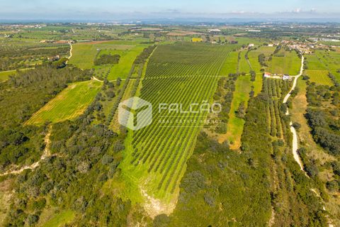 Helårsgrund i Santarem, Santarem, Santarem - € 650.000 | Ref: FR1091 - foto 14