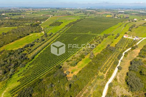 Helårsgrund i Santarem, Santarem, Santarem - € 650.000 | Ref: FR1091 - foto 15