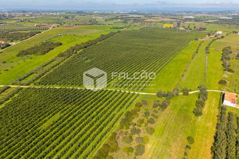 Helårsgrund i Santarem, Santarem, Santarem - € 650.000 | Ref: FR1091 - foto 16