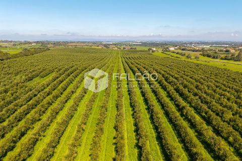 Helårsgrund i Santarem, Santarem, Santarem - € 650.000 | Ref: FR1091 - foto 18