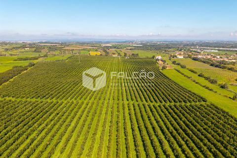 Helårsgrund i Santarem, Santarem, Santarem - € 650.000 | Ref: FR1091 - foto 19