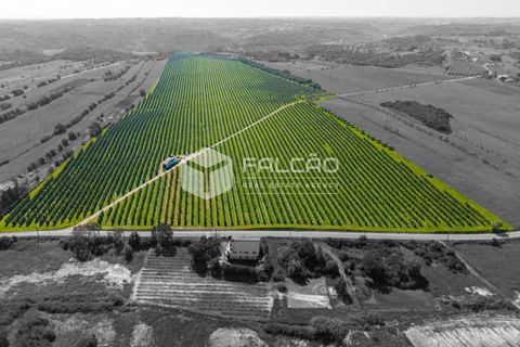 Helårsgrund i Santarem, Santarem, Santarem - € 650.000 | Ref: FR1091 - foto 23