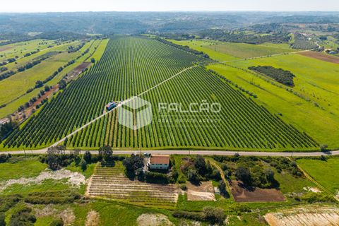 Helårsgrund i Santarem, Santarem, Santarem - € 650.000 | Ref: FR1091 - foto 24