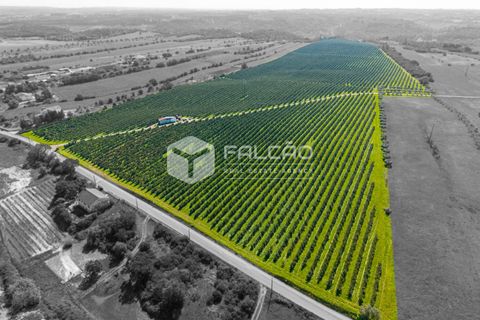Helårsgrund i Santarem, Santarem, Santarem - € 650.000 | Ref: FR1091 - foto 25