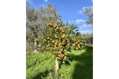 Farm i Evora, Evora, Evora - € 1.250.000 | Ref: JG2448 - foto 4