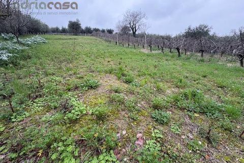 Terra a San Clemente, Rimini, San Clemente - € 60.000 | Ref: LC100 - foto 2
